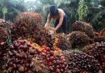 Astra Agro AALI Kerek Produksi CPO dan Konfirmasi Bagi Dividen