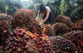 Astra Agro AALI Kerek Produksi CPO dan Konfirmasi Bagi Dividen