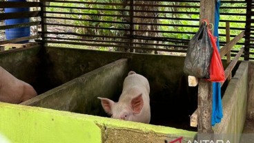 Babi Bali Diminta Tak Dijual ke Luar Pulau