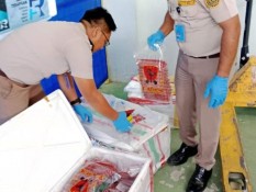 Pengiriman 106 Kg Daging Babi ke Sultra Digagalkan Karantina