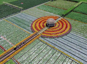 Penanaman Sayur-Sayuran di Lahan Holtikultura Guna Mencegah Serangan Hama