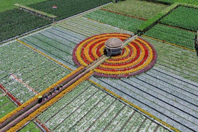 Penanaman Sayur-Sayuran di Lahan Holtikultura Guna Mencegah Serangan Hama