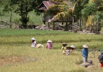 Ironi Negeri Agraris: Harga Beras Mahal, Pendapatan Petani Kecil