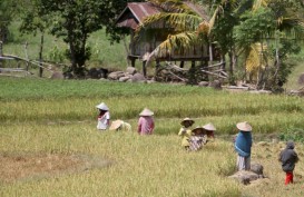 Ironi Negeri Agraris: Harga Beras Mahal, Pendapatan Petani Kecil