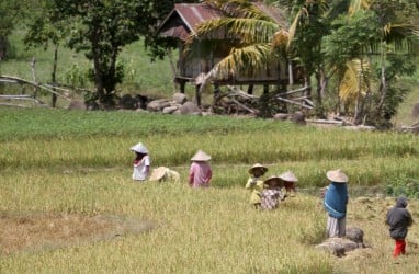 Ironi Negeri Agraris: Harga Beras Mahal, Pendapatan Petani Kecil