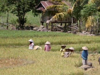 Ironi Negeri Agraris: Harga Beras Mahal, Pendapatan Petani Kecil