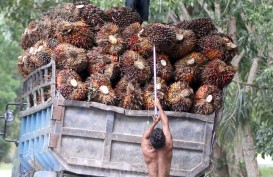 Harga CPO Merangkak Naik, Intip Saham Jagoan Samuel Sekuritas