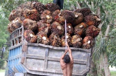 Harga CPO Merangkak Naik, Intip Saham Jagoan Samuel Sekuritas