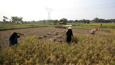 Produksi Padi Cuma Tumbuh 1% Meski Subsidi Pupuk Tembus Rp54 Triliun