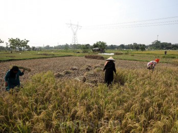 Produksi Padi Cuma Tumbuh 1% Meski Subsidi Pupuk Tembus Rp54 Triliun