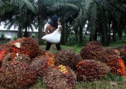 Antisipasi Dampak La Nina, Emiten CPO Grup Triputra (TAPG) Buka Suara