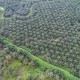 Waspada La Nina, Simak Antisipasi Sampoerna Agro (SGRO)