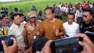 Ekonom Soroti Minimnya Efektivitas Food Estate Jokowi