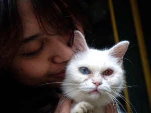 Lomba kucing difabel sehat dan kucing malas di Keprabon, Solo, Jawa Tengah