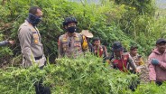 Temuan Tanaman Ganja di Gunung Semeru Bertambah jadi 25.000 Batang