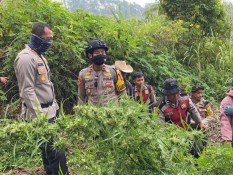 Temuan Tanaman Ganja di Gunung Semeru Bertambah jadi 25.000 Batang