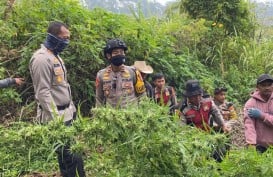 Temuan Tanaman Ganja di Gunung Semeru Bertambah jadi 25.000 Batang