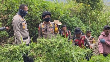 Temuan Tanaman Ganja di Gunung Semeru Bertambah jadi 25.000 Batang