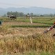 Petani Gurem Naik Selama 10 Tahun Pemerintahan Jokowi, Tembus 16,89 Juta