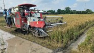 Mengais Butir Gabah di Balik Standar: Perjuangan Petani Kecil Cirebon Menembus Bulog