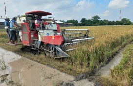 Mengais Butir Gabah di Balik Standar: Perjuangan Petani Kecil Cirebon Menembus Bulog