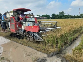 Mengais Butir Gabah di Balik Standar: Perjuangan Petani Kecil Cirebon Menembus Bulog