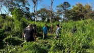 Pegawai Safari dan Marine Park Gianyar Tewas Diseruduk Gajah