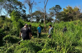 Pegawai Safari dan Marine Park Gianyar Tewas Diseruduk Gajah