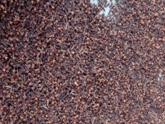 Harga Cengkih Mulai Turun, Kini Rp90.000 per Kg