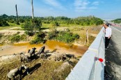 Pawang Gajah Tewas Diseruduk Gajah, Ini Penjelasan Taman Safari