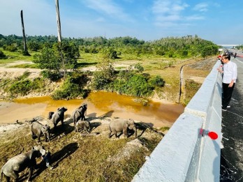 Pawang Gajah Tewas Diseruduk Gajah, Ini Penjelasan Taman Safari