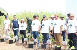 SPMT Grup Tambah Tanam 30.000 Bibit Mangrove, Perkuat Pesisir Kalteng