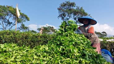 Kebun Wonosari Kejar Pendapatan Pariwisata Rp11,5 Miliar pada 2024