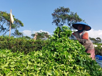 Kebun Wonosari Kejar Pendapatan Pariwisata Rp11,5 Miliar pada 2024