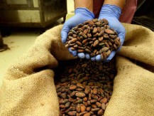 Krisis Pasokan Kakao Berlanjut, Harga Cokelat Masih Akan Pahit?