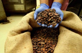 Krisis Pasokan Kakao Berlanjut, Harga Cokelat Masih Akan Pahit?