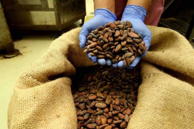 Krisis Pasokan Kakao Berlanjut, Harga Cokelat Masih Akan Pahit?