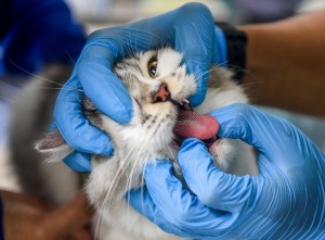 Peringatan Hari Rabies Sedunia di Samarinda