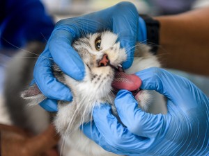 Disnakkeswan Kaltim menyediakan 435 vaksin rabies untuk anjing dan kucing lokal maupun ras secara gratis untuk memperingati Hari Rabies Sedunia