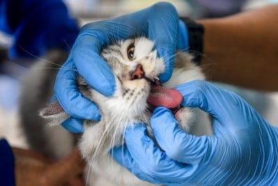 Peringatan Hari Rabies Sedunia di Samarinda