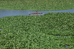 Sungai Jeneberang di Kabupaten Gowa Dipenuhi Tanaman Eceng Gondok