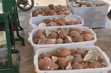 Industri Kelapa RI Kalah Saing dari Filipina, Bappenas Luncurkan Peta Jalan Hilirisasi 2025-2045