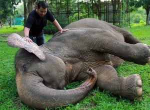 Melihat Lebih Dekat Perawatan Satwa di Medan Zoo