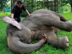 Melihat Lebih Dekat Perawatan Satwa di Medan Zoo