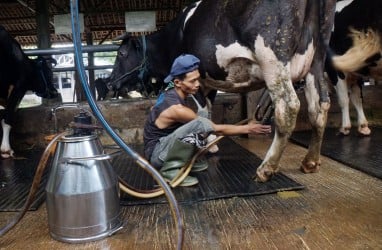 Program Makan Siang Gratis, Indonesia Impor 1,2 Juta Sapi Perah