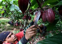 Intip Peluang Saham MYOR di Tengah Tekanan Harga Kopi & Kakao