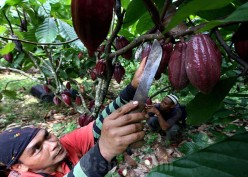 Intip Peluang Saham MYOR di Tengah Tekanan Harga Kopi & Kakao