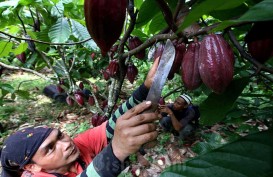 Intip Peluang Saham MYOR di Tengah Tekanan Harga Kopi & Kakao