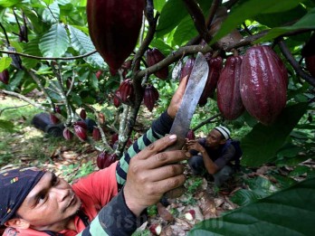 Intip Peluang Saham MYOR di Tengah Tekanan Harga Kopi & Kakao