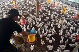 Kementerian Pertanian Akan Menerapkan Kebijakan Stabilitas Harga Ayam Hidup